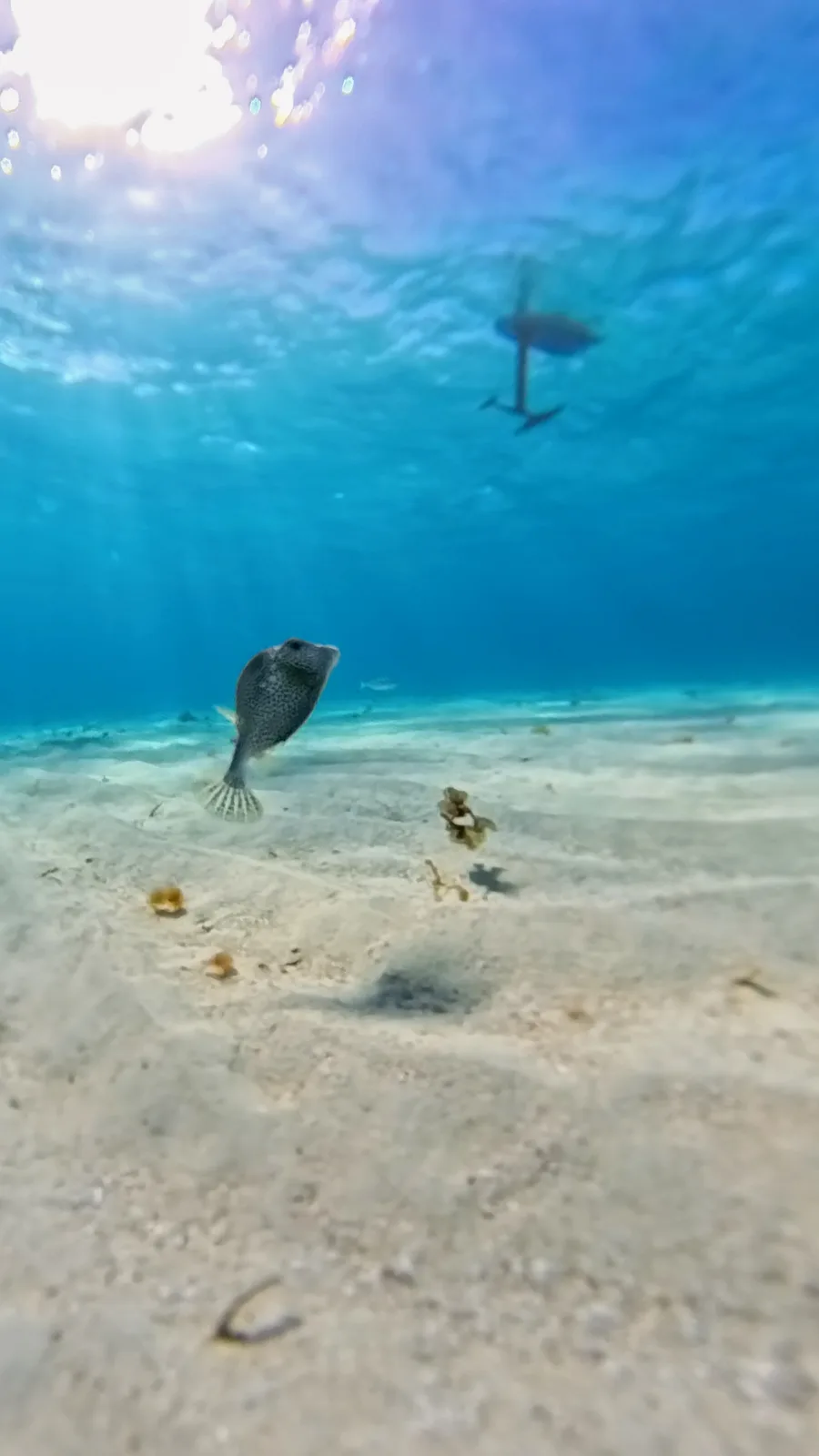Poisson au-dessus du sable blanc, silhouette d'un foil à la surface